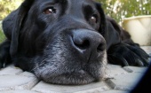 В Поморье спасая свою собаку погибла пенсионерка