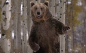 В поселке Васьково под Архангельском медведь пытался залезть в автобус с людьми