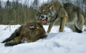 Архангельск в волчей осаде: на окраине города зафиксированы случаи нападения волков