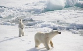 1 июля из Архангельска отправится новая арктическая экспедиция «Плавучий университет 2015»