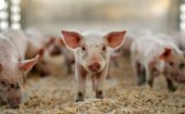 Россия приостановила действие разрешения на ввоз свинины из Соединенных Штатов