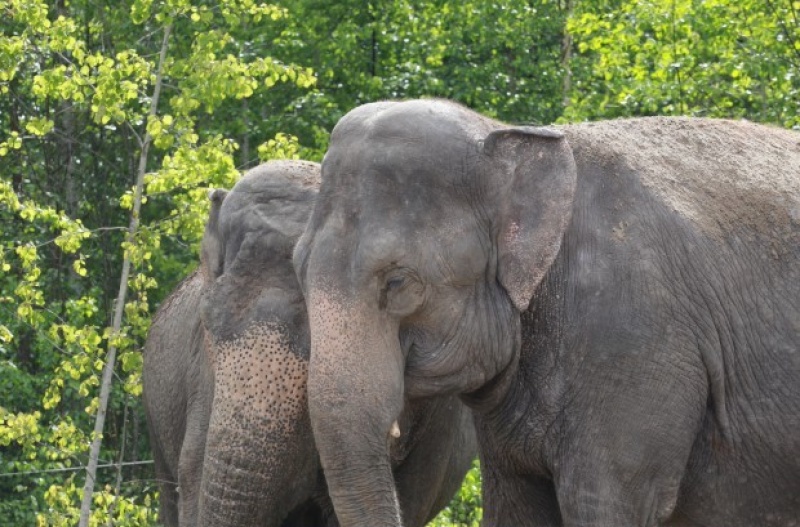 Слоны устроили погром на окраине Петрозаводска
