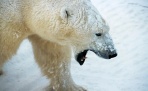 Десяток белых медведей атаковали полярную метеостанцию Севгидромета