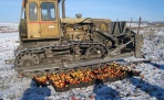 Почти 1,5 тонны санкционных яблок и шампиньонов уничтожено на свалке под Архангельском