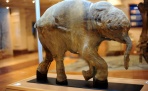 В Архангельск привезут мамонтенка, возраст которого составляет более 42 тысячи лет