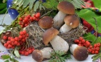 Налог на грибы и ягоды снова набирает обороты 