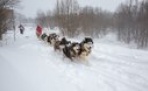 Из Архангельска стартовала экспедиция на собачьих упряжках «Северный ветер» 