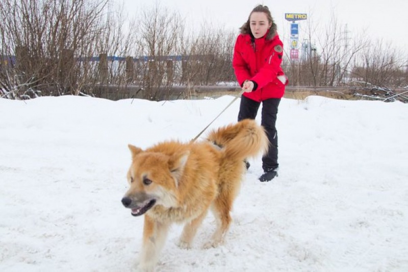 Солёные улицы Архангельска разъедают лапы собакам 