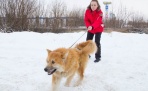 Солёные улицы Архангельска разъедают лапы собакам 