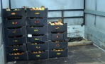 Польские яблочки вновь уничтожат в Архангельске из-за санкций 