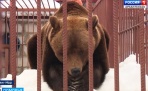 Бурый медведь заповедника «Ненецкий» вышел из зимней спячки 