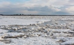 Обзор ледовой обстановки на реках: 
