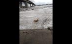 В Архангельске мужчина спас собаку из ледяного плена  