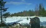 Росомаха, беркут и медведь попали в фотоловушку на Онежском полуострове 