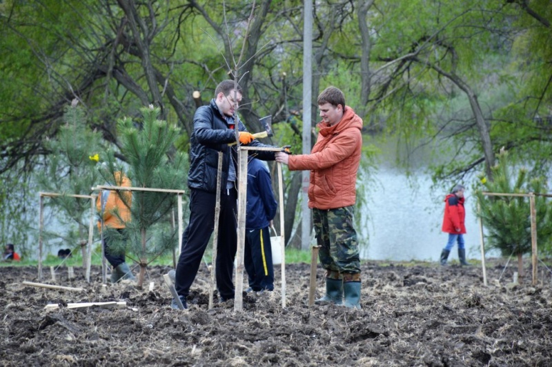 В июне в Архангельске высадят 1000 деревьев в рамках акции «Аллеи славы»