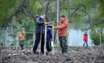 В июне в Архангельске высадят 1000 деревьев в рамках акции «Аллеи славы»