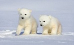 В Арктике на Новый год появится 5000 белых медвежат