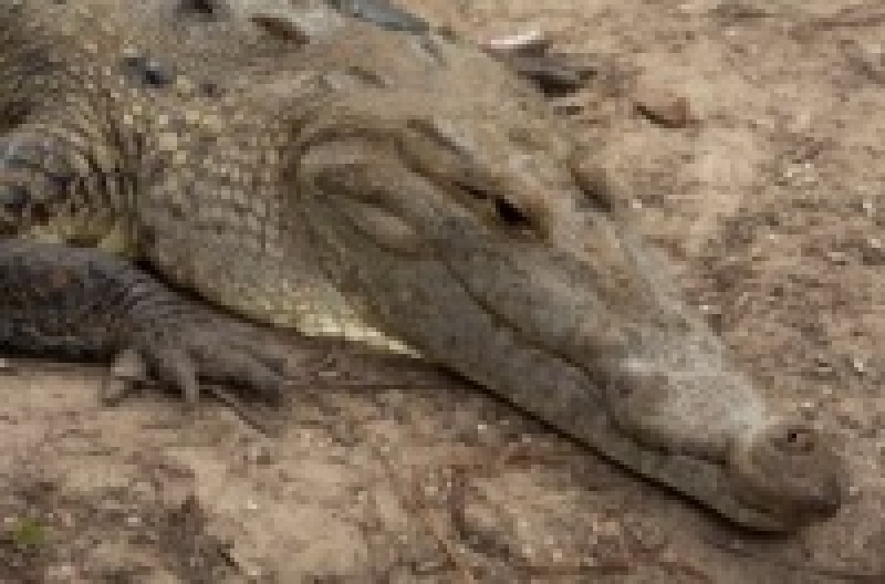 Центрально американский крокодил
