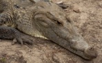 Центрально американский крокодил