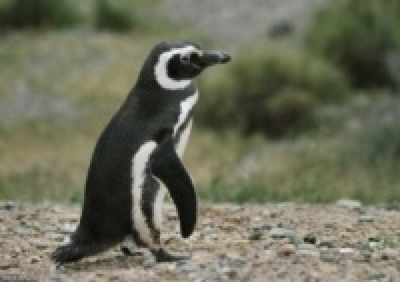 Магеланнов пингвин