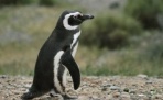 Магеланнов пингвин