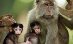 Экономный расход энергии позволяет приматам жить дольше других млекопитающих