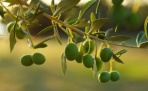 В результате глобального потепления прогнозируется высокий урожай оливок