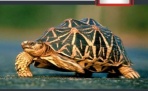 День в истории. 23 мая - Всемирный день черепахи